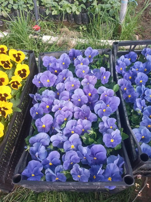 Viola hilmahil ranglardagi gullar