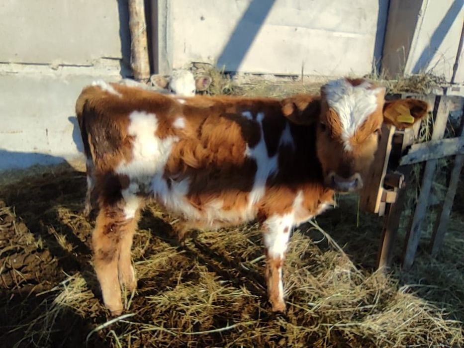 Продам подсосных бычков