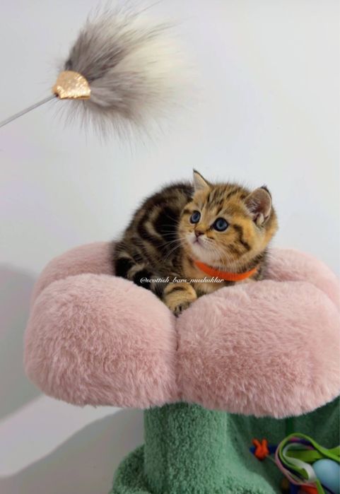 Мушук зотли котята