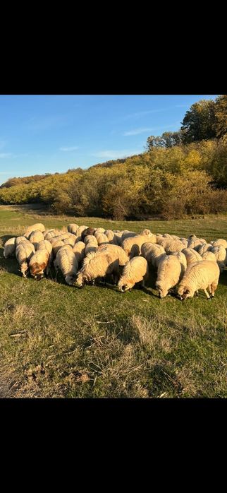 Vând oi 190 bucati