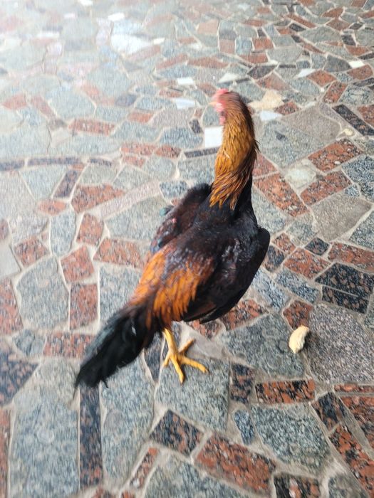 Dakan xoroz sotiladi