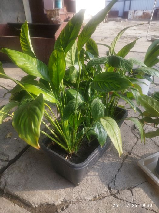 Продам цветы дёшево