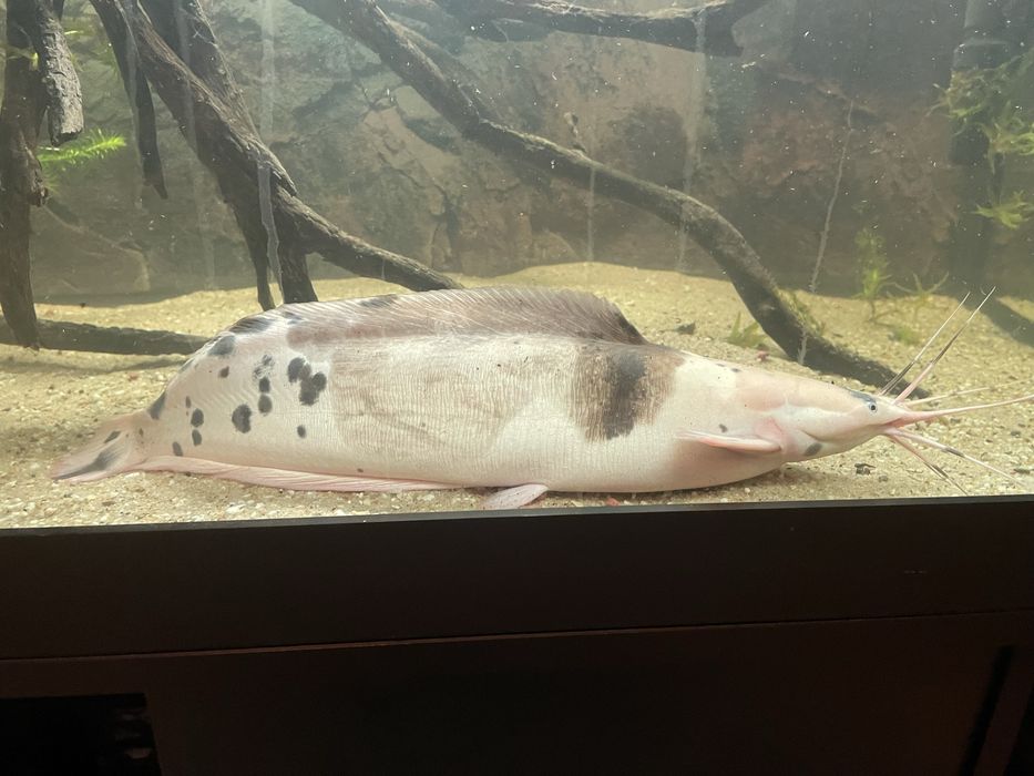 Decor acvariu lemn natural,  , clarius batrachus