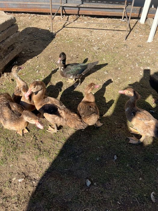 Vând rațe leșești