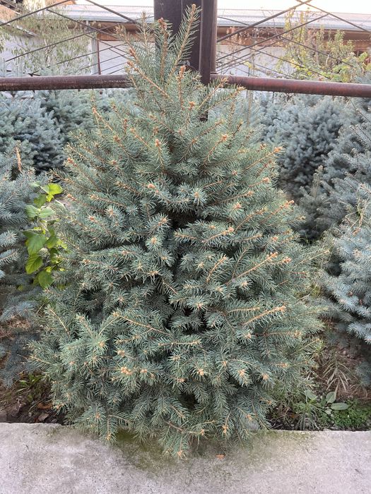 Archa Galubaya El Sotuvda