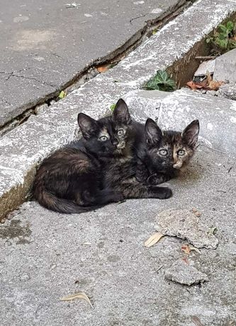 Adoptie pisicute