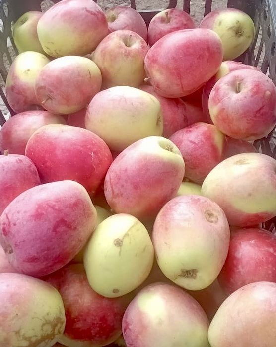 Яблоко Кандиль Алматинский