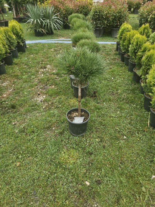Tuia leylandii super oferta