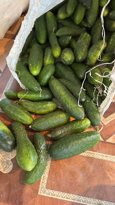 Продам огурцы местные