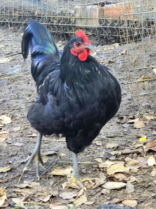 Ocazie!! Cocosi tineri rasele Brahma , Australorp, Vorverk