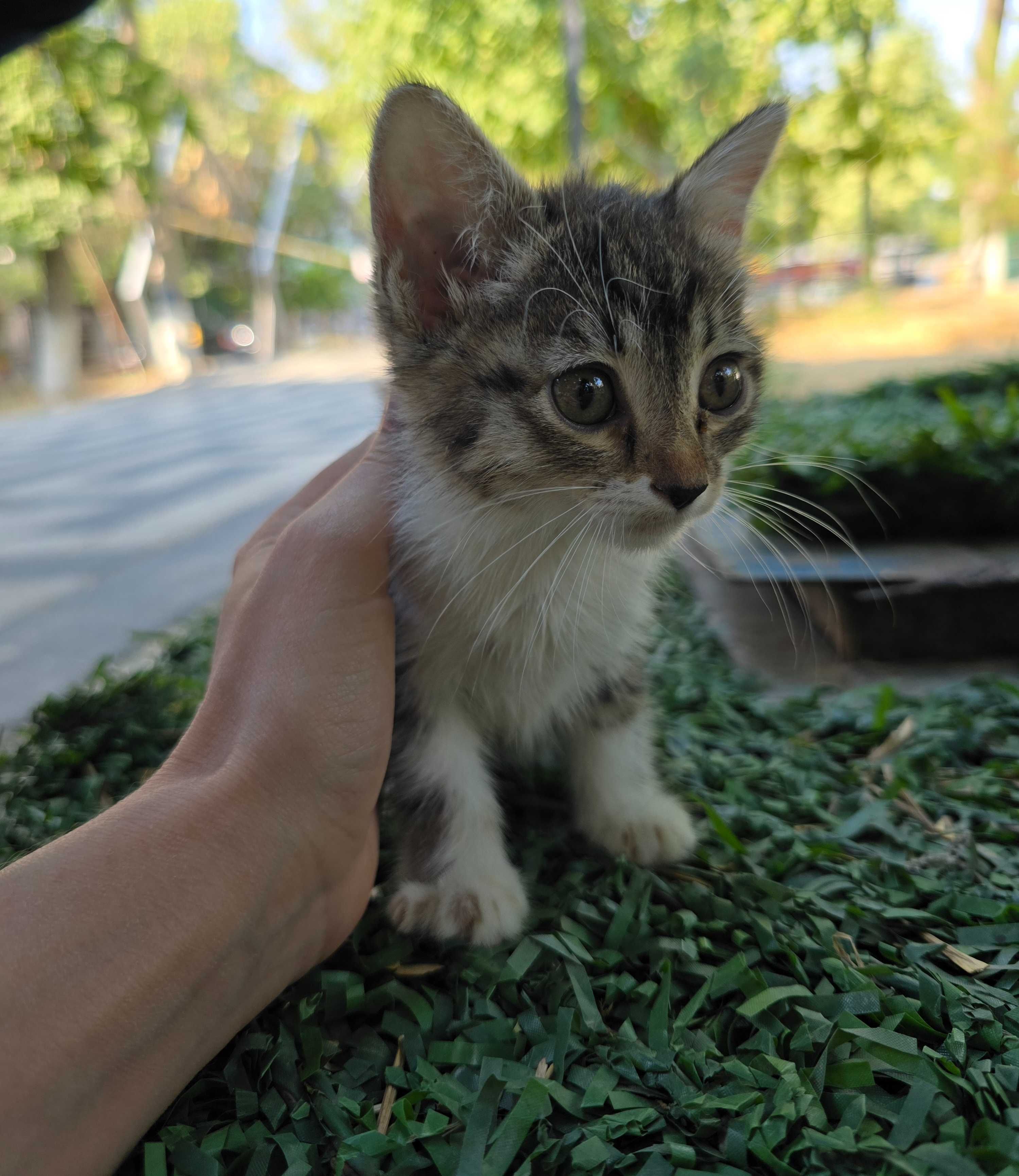 Котёнок, девочка, 1-2 месяца