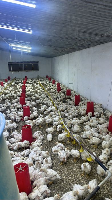 Бройлер мясо живой живым