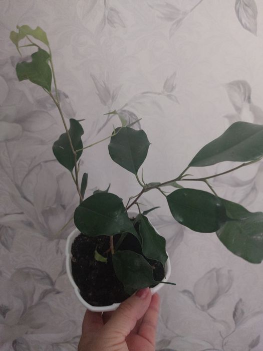 Фикусы и фуксии от 700тг