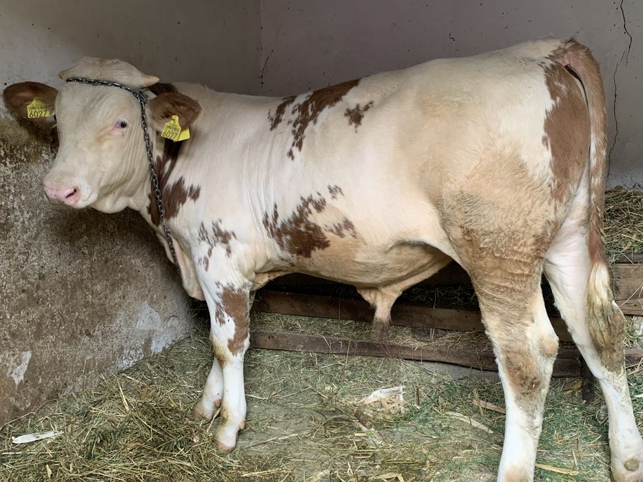 Vând vițeluș Bălțată Românească