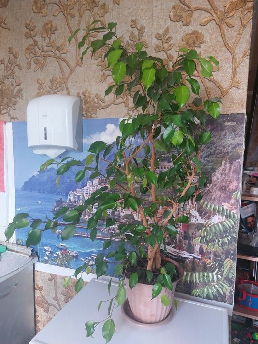 Продам домашние растения.