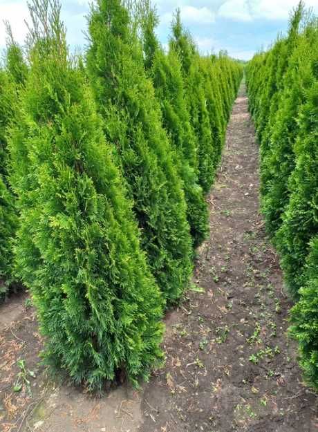 Plante Decorative Oriunde in tara!