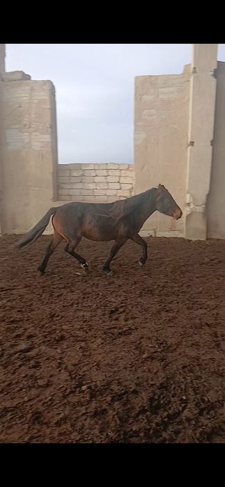 Соғымға семіз ту бие