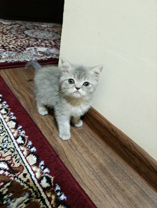 Mushuklar sotiladi