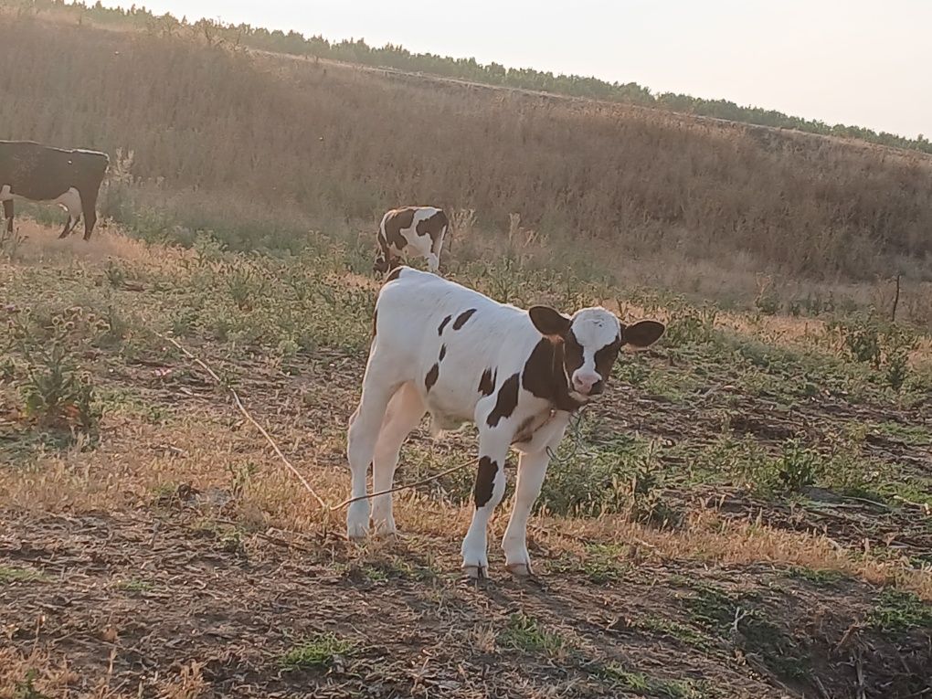 Vând tauras de aproape 3 săptămâni