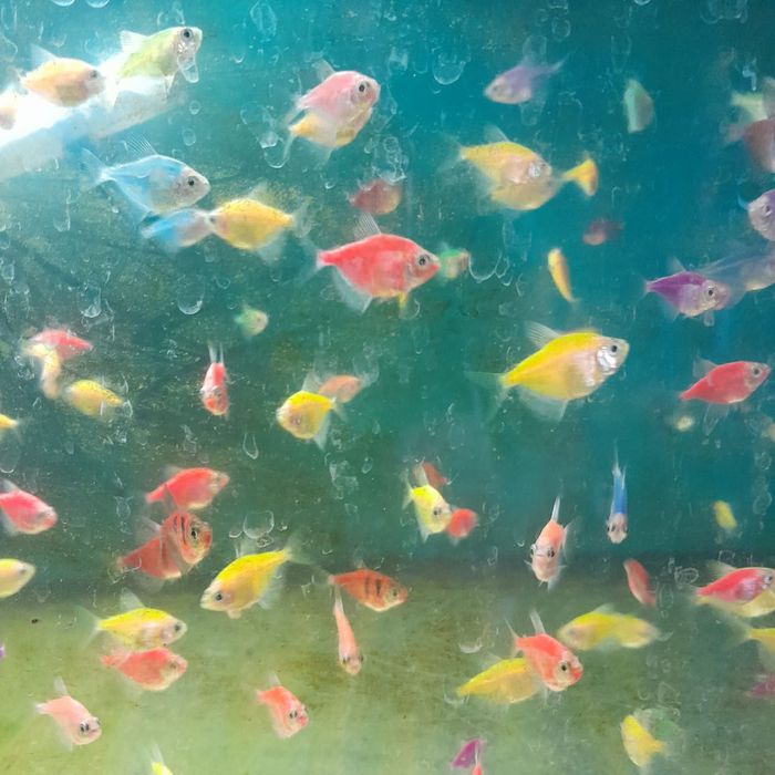 Аквариумная рыбка тернеция