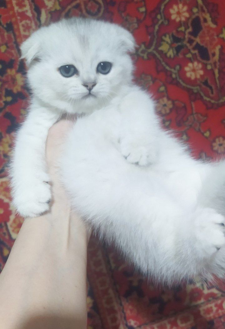 Шотландский скотч фолд к,изчала