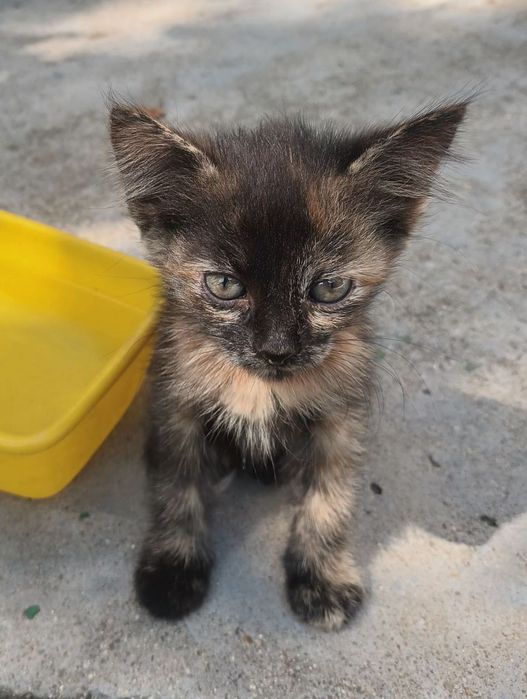 Подаряват се две малки котета