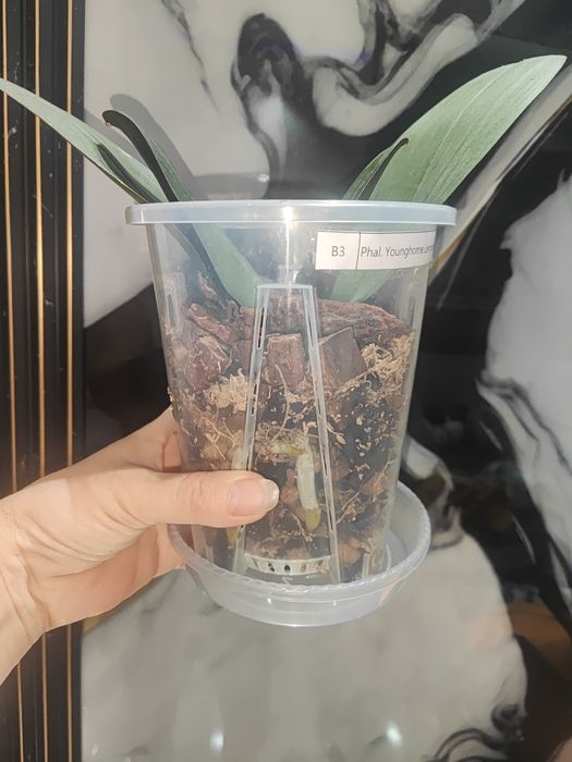 Горшки для орхидей