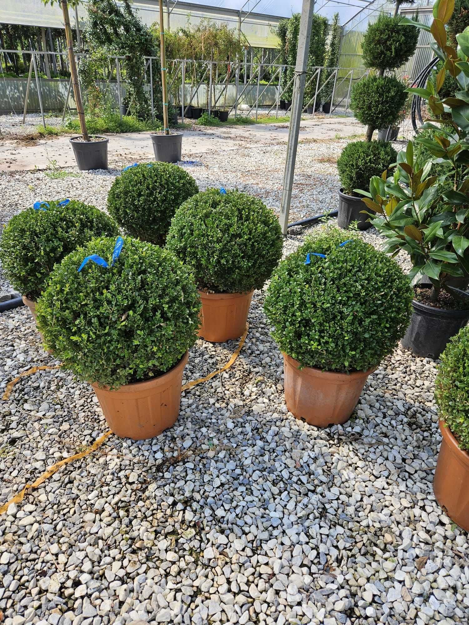 Globular Buxus la ghiveci