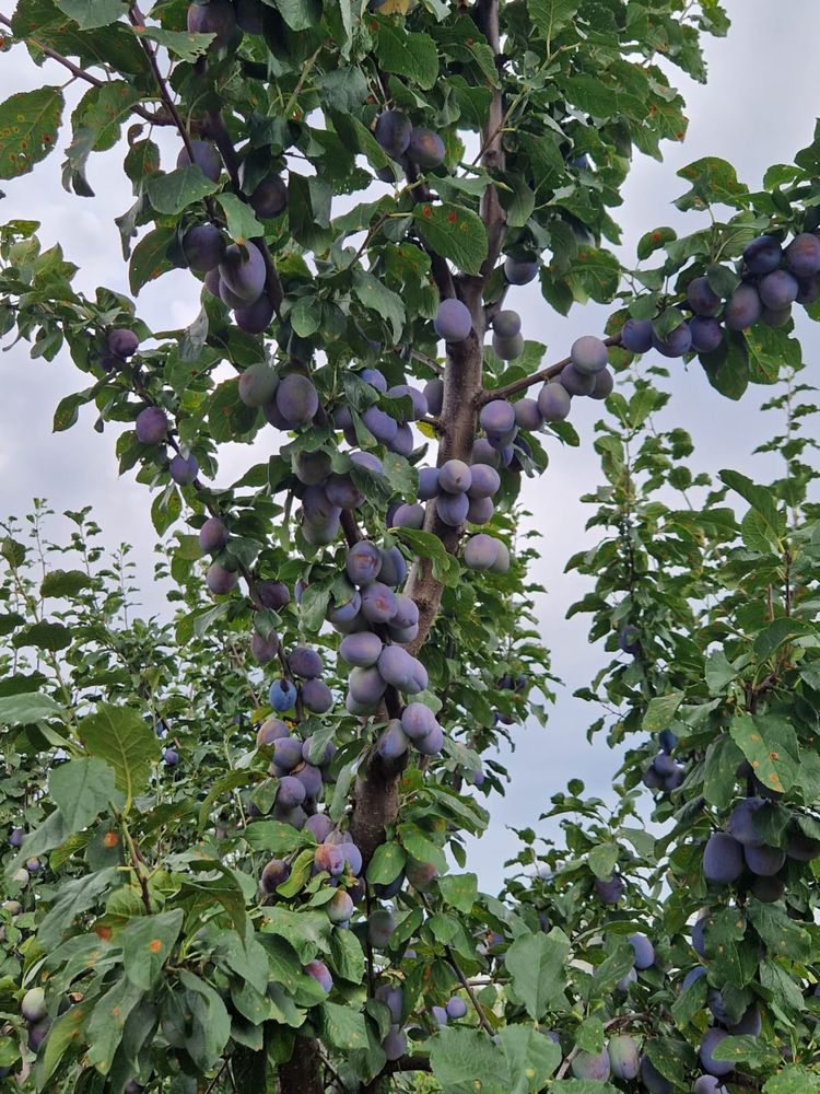 Prune producție proprie