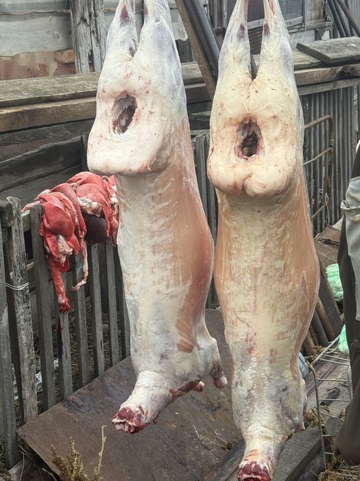 Мясо баранина только тушами