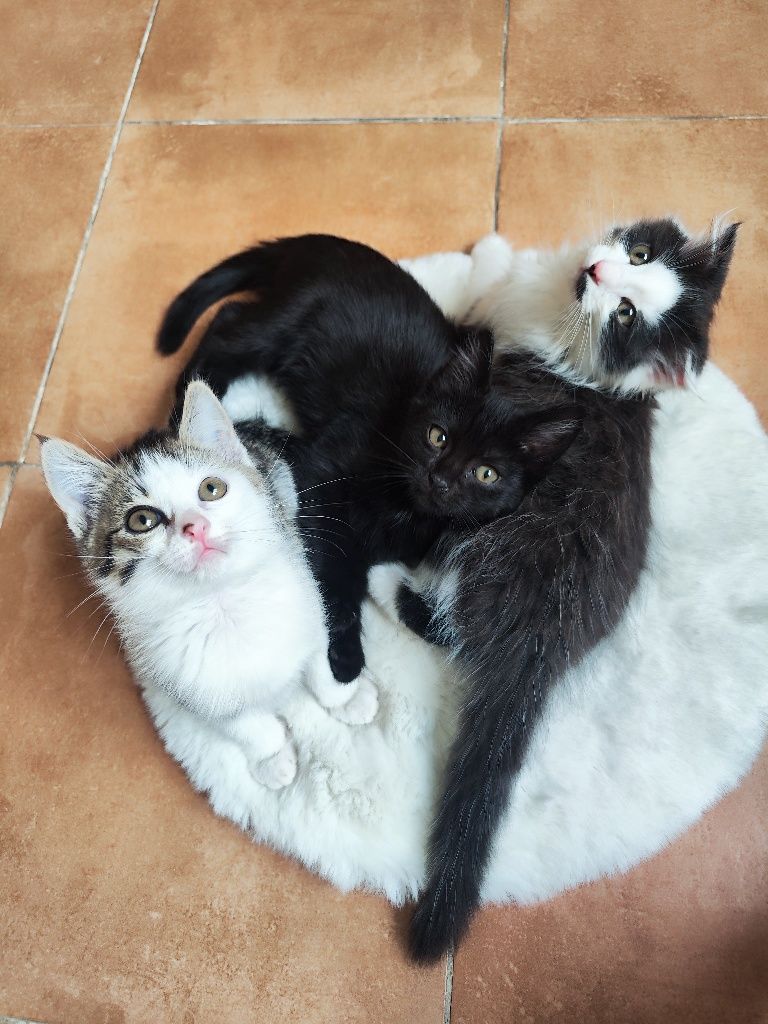 Котёнок-девочка ищет любящее сердечко