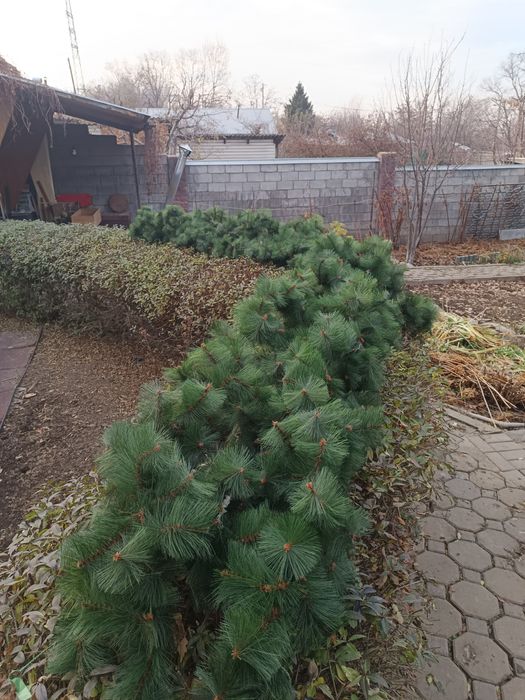 Гирлянда хвойная