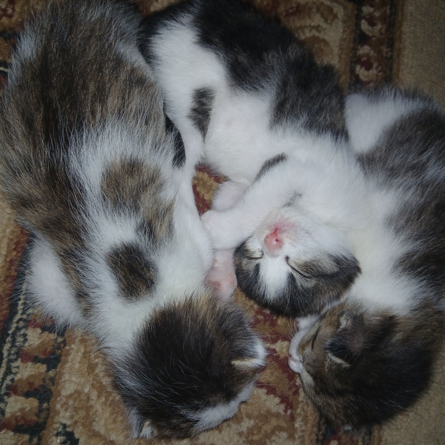 Продам милых котят
