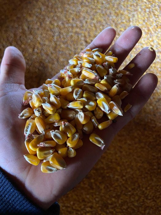 Vând porumb și grâu