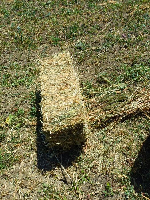 Vând 800 baloti de Ovaz si peste 3000baloto fan