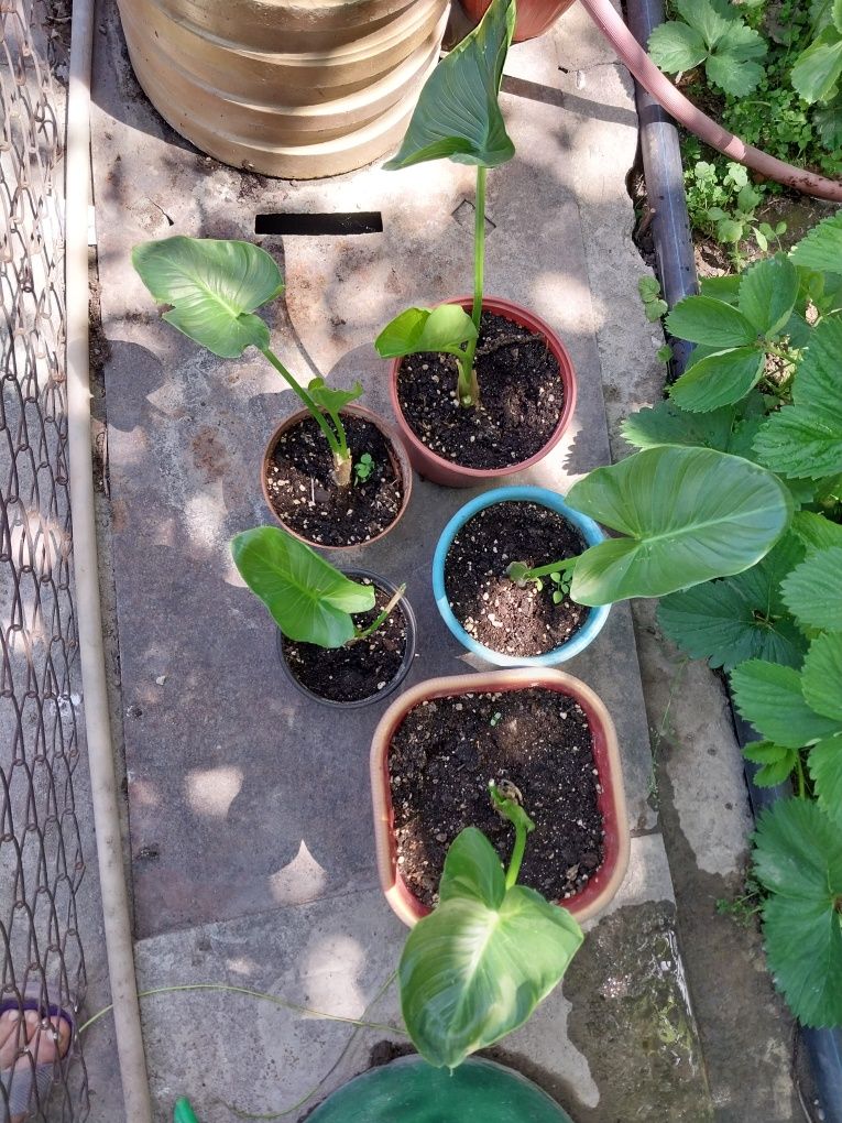Продам калы домашние