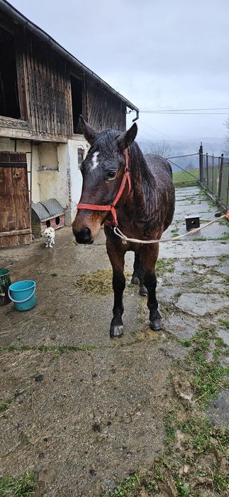 Cal de vânzare 2 ani jumate