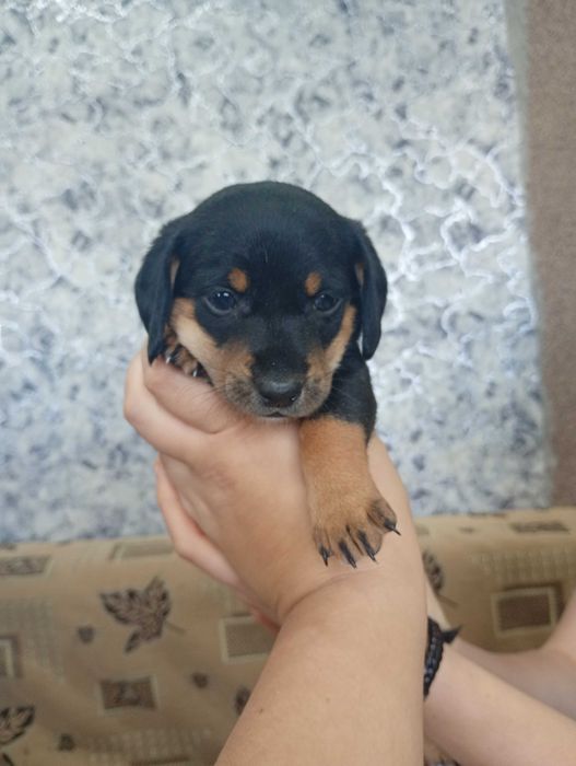 Продажа щенки таксы