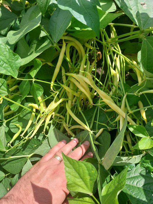 Fasole verde cruda
