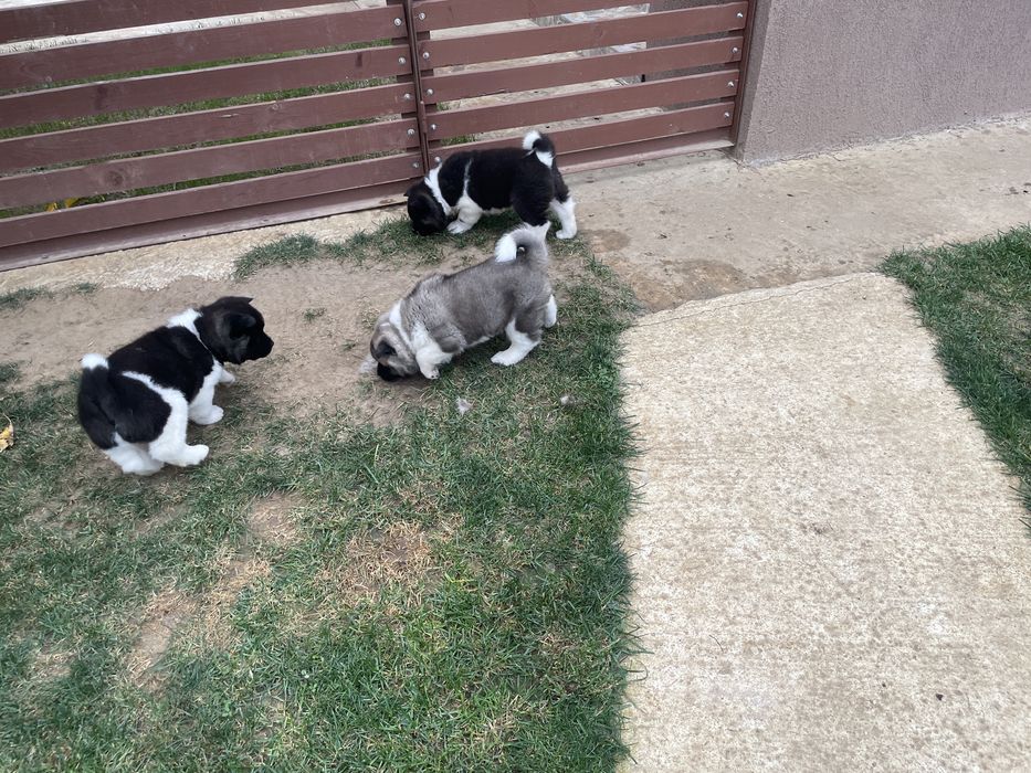 Donez catei akita american