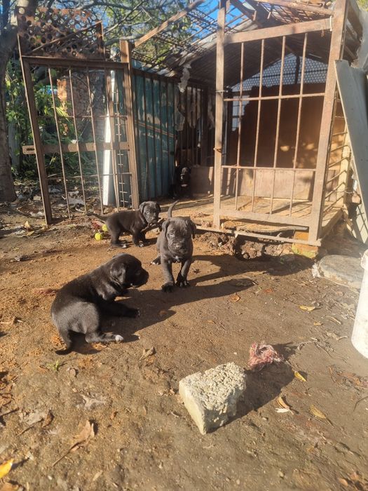 Продават се кученца кане корсо