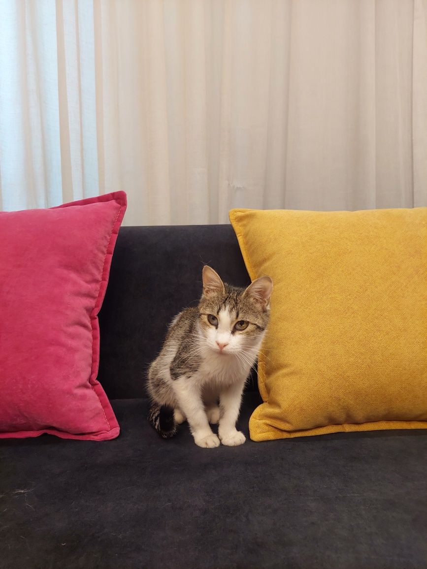Котёнок девочка ласковая