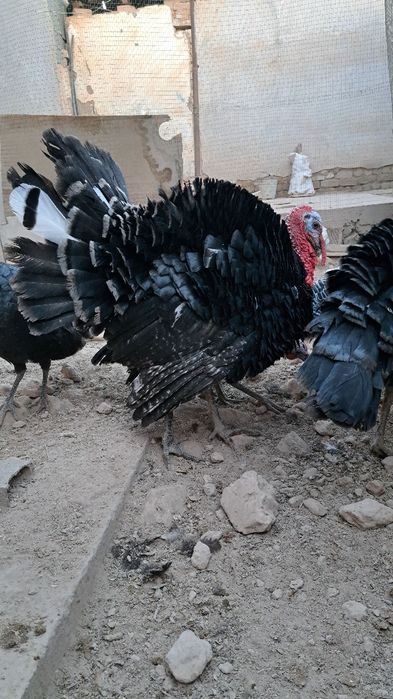 Induk  5-7 kilo atrofinda uyda boqilgan bu yilgii toza