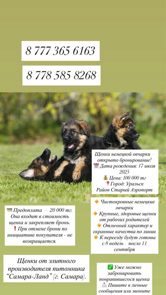 Продажа немецких щенков