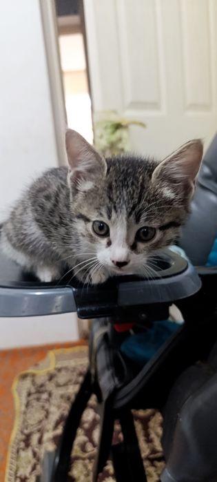 Котята мальчики чистые