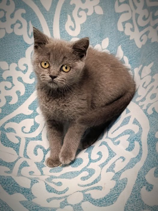 Pui fetiță British Shorthair ORADEA