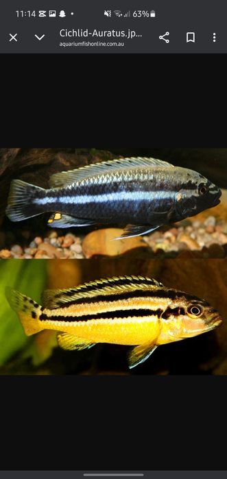 Afrika balula sotiladi xishnik