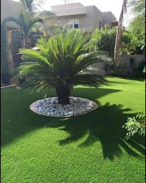 Plante ornamentale aclimatizate la ghiveci