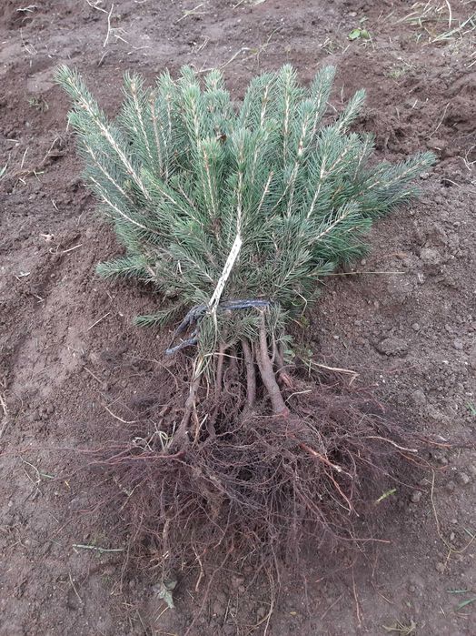 Puieti molid argintiu-Picea Pungens Majestic Blue