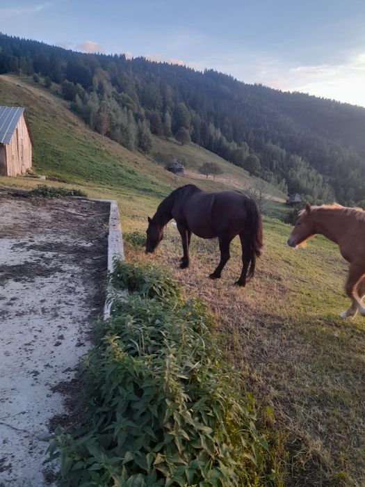 Vand iapa cu manz